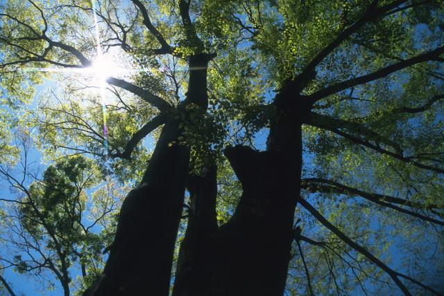 木材へのこだわり